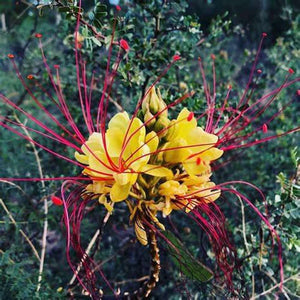 Caesalpinia Gilliesii 'Birds of Paradise Shrub' Seeds