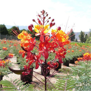 Caesalpinia Pulcherrima 'RED Birds of Paradise' Seeds