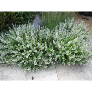 Calamint Napata 'White Cloud' Seeds