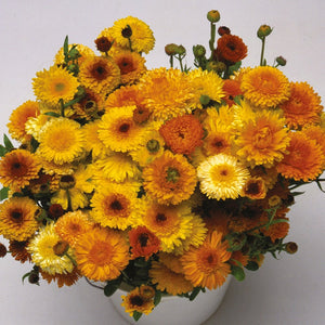 Calendula 'Fiesta Gitana Mix' Seeds