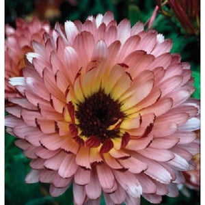 Calendula 'Pink Surprise' Seeds