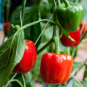 Capsicum 'Californian Wonder' Seeds