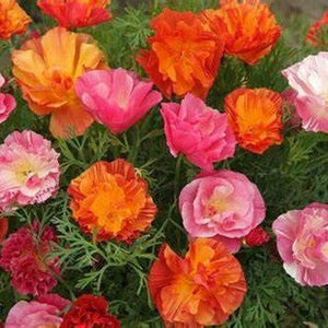 Poppy 'Californian' Seeds