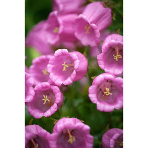 Campanula 'Medium Single Rose Pink' Seeds
