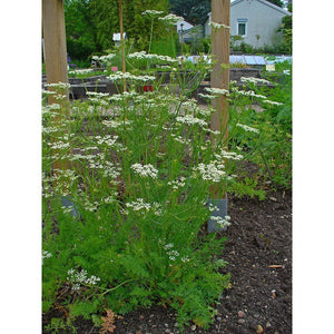 Caraway Seeds