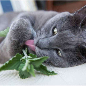 The Cat Pack - Cat Nip and Cat Grass Seed Pack