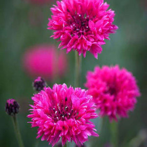 Centaurea 'Red Ball' Seeds