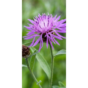 Centaurea 'Rosy Lilac' Seeds