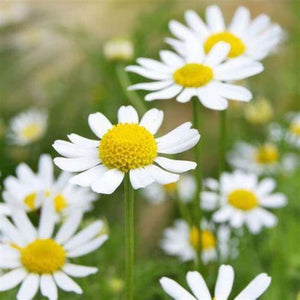 Chamomile 'Roman' Seeds