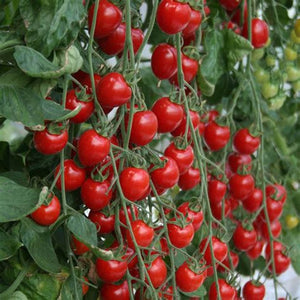 Tomato 'Cherry Cocktail' Seeds