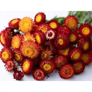 Strawflower Everlasting Paper Daisy 'Copper Red' Seeds