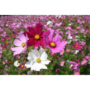 Cosmos 'Sensation Mix' Seeds