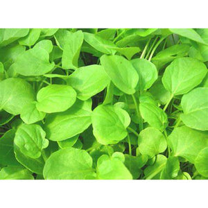 Cress 'American Upland' Seeds