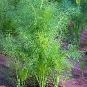 Cumin 'Green' Seeds