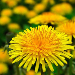 Dandelion Seeds