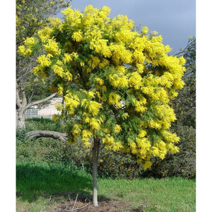 Acacia Decurrens 'Grey Wattle' Seeds