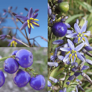 Dianella Caerulea 'Blue Bell Flax' Seeds