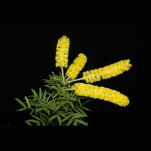 Acacia Drummondii ssp.candolleana 'Dwarf Drummonds Wattle' Seeds