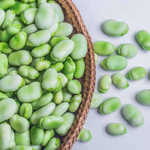 Broadbean 'Egyptian' Seeds