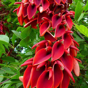 Erythrina Christa-Galli 'Coral Tree' Seeds