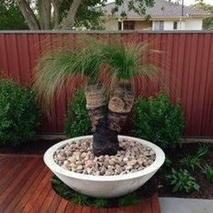 Xanthorrhoea Resinosa ‘Dwarf Blackboy Grass Tree’