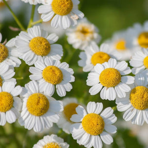 Feverfew 'Tall Single White’ Seeds