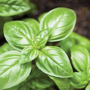 Basil 'Genova Fusarium' Seeds