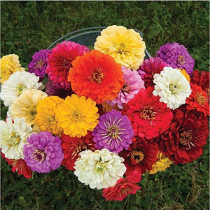 Zinnia 'Giant Dahlia Mix' Seeds