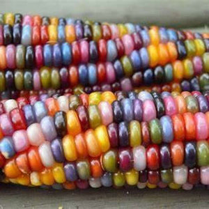 Corn 'Glass Gem' Seeds