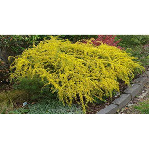 Acacia Acinacea 'Gold Dust Wattle' Seeds