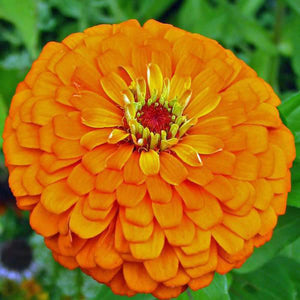 Zinnia 'Golden State Orange' Seeds