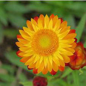 Strawflower Everlasting Paper Daisy 'Golden' Seeds