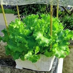 Lettuce - Grand Rapids