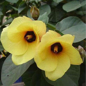Hibiscus Tileaceus 'Beach Hibiscus' Seeds