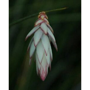 Johnsonia lupulina 'Hooded Lily' Seeds