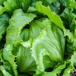 Lettuce 'Iceberg' Seeds