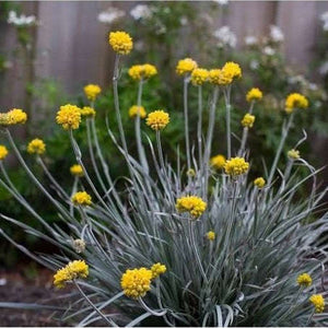 Conostylis Candicans ‘Cotton Heads’