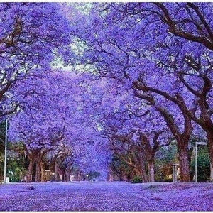 Paulownia Tomentosa 'Princess Tree' Seeds