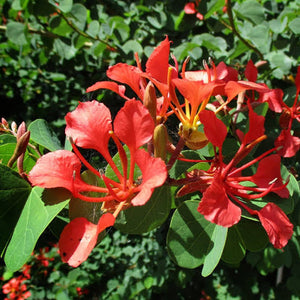 Bauhinia Galpinii 'Red Orchid Tree' Seed