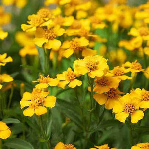 Mexican 'Tarragon' Seeds