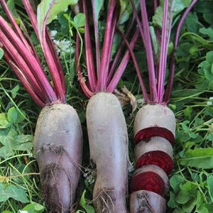 Beetroot 'Cylindra' Seeds