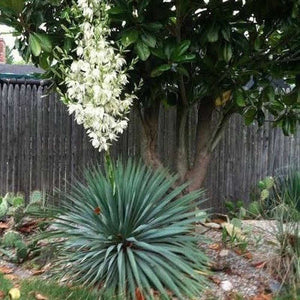 Yukka - Filamentosa (Adam’s needle)