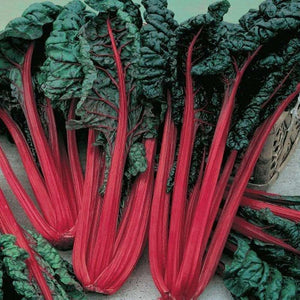 Silverbeet  ‘Swiss Chard Ruby’ Seeds