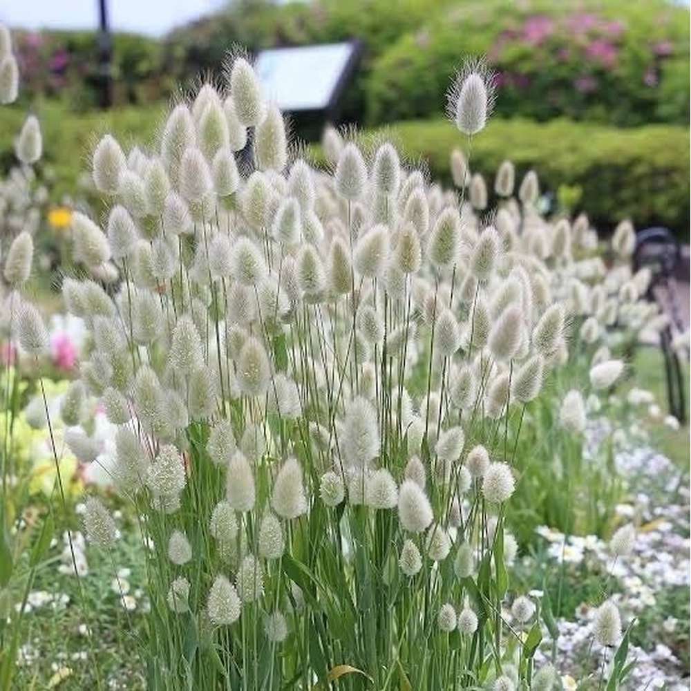 Bunny Tails Lagurus Ovatus – D&H Seed Harvest Co