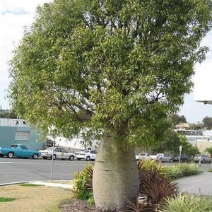 BRACHYCHITON RUPESTRIS ‘Bottle Tree’