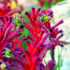 Kangaroo Paw 'Mixed Colours Seed Pack'