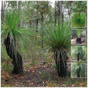 Xanthorrhoea Resinosa ‘Dwarf Blackboy Grass Tree’