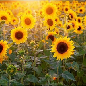 Sunflower ‘Sunbird’ Seeds