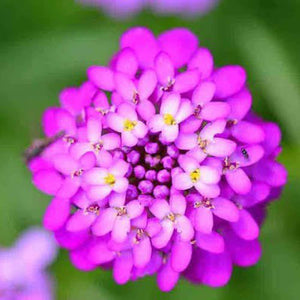 Candytuff Dwarf Fairy Mixed Seeds