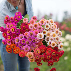 Zinnia 'Lilliput Mix' Seeds